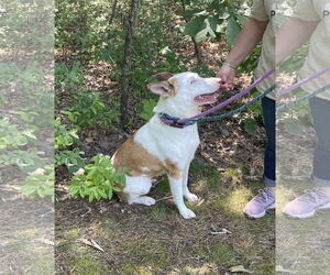 Rosalyn - Female Mutt Dog for Adoption - Photo #9