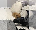 Small #5 Chihuahua