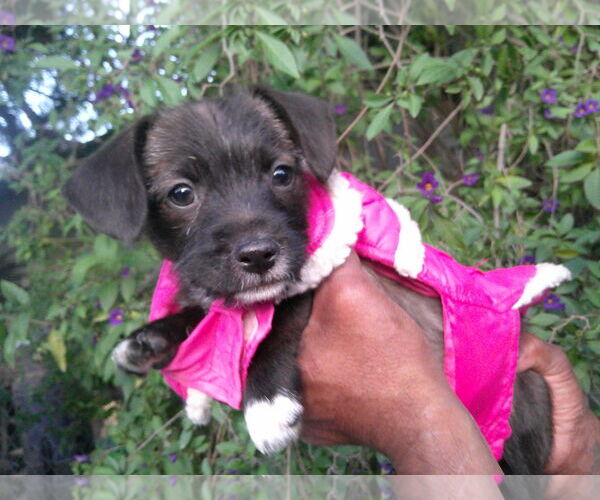 Medium Photo #2 Miniature Schnauzer-Unknown Mix Puppy For Sale in San Diego, CA, USA