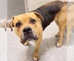 Small #3 American Pit Bull Terrier