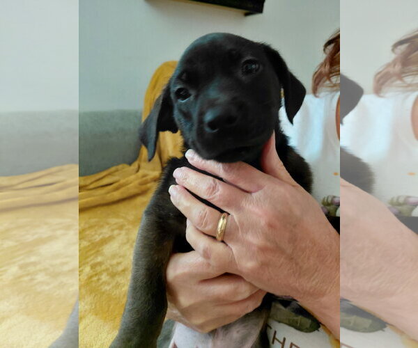 Medium Photo #1 Shepradors Puppy For Sale in Holly Springs, NC, USA