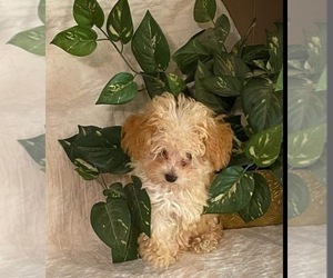 Poodle (Toy) Puppy for Sale in SHIPSHEWANA, Indiana USA