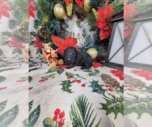 Medium Photo #14 Poodle (Toy) Puppy For Sale in BLACK FOREST, CO, USA