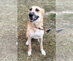 Small Photo #3 Golden Shepherd Puppy For Sale in Attalka, AL, USA