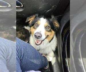 Australian Shepherd Dogs for adoption in Fruit Heights, UT, USA