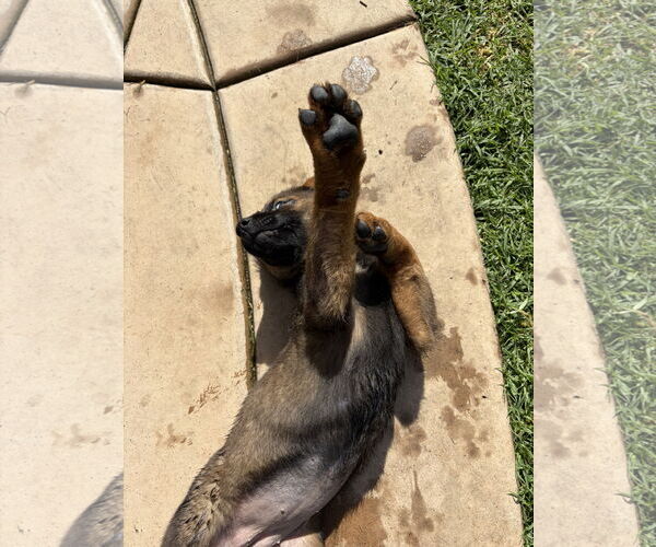 Medium Photo #3 Mutt Puppy For Sale in San Diego, CA, USA