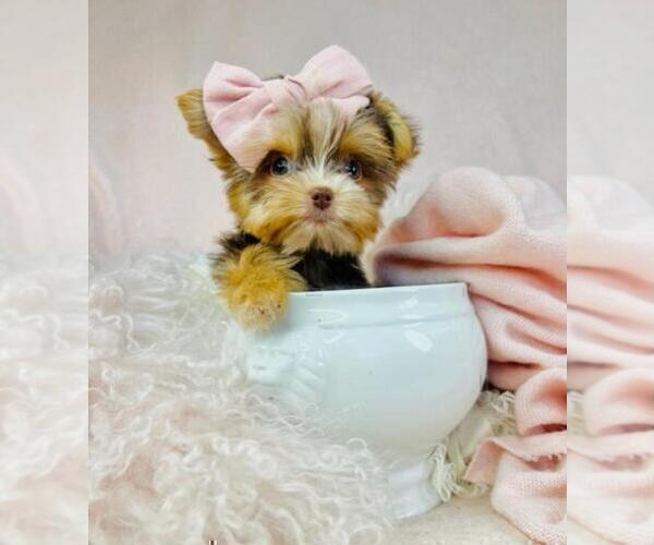 Medium Photo #5 French Bulldog Puppy For Sale in MIAMI, FL, USA