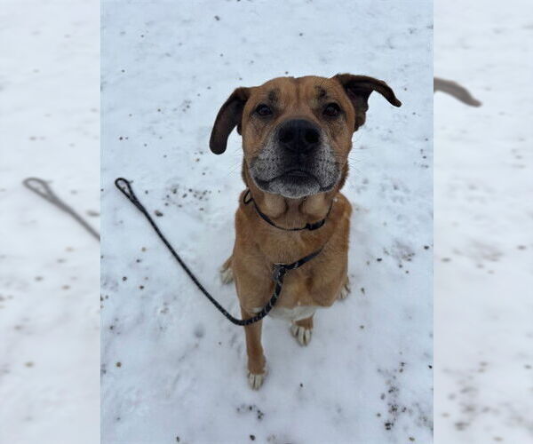 Medium Photo #2 Boxer-Unknown Mix Puppy For Sale in Palmetto, FL, USA