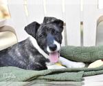 Small #11 Huskies -Labrador Retriever Mix