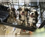 Small Photo #29 Australian Shepherd Puppy For Sale in AUBURN, IN, USA