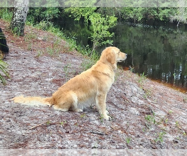 Medium Photo #1 Golden Retriever Puppy For Sale in CRAWFORDVILLE, FL, USA