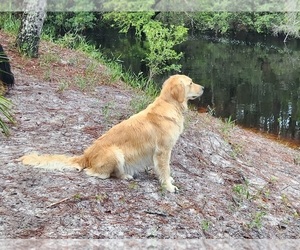 Mother of the Golden Retriever puppies born on 08/12/2025