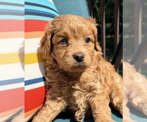 Medium Cavapoo (Miniature)