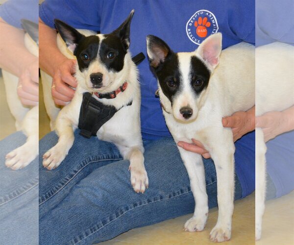 Medium Photo #2 Rat Terrier Puppy For Sale in Horn Lake, MS, USA