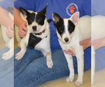 Small Photo #2 Rat Terrier Puppy For Sale in Horn Lake, MS, USA