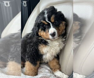 Bernese Mountain Dog Dogs for adoption in Matawan, NJ, USA