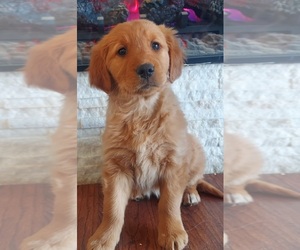 Golden Retriever Puppy for sale in PLYMOUTH, IN, USA