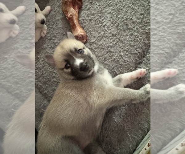 Medium Photo #41 Pomsky Puppy For Sale in LOVELAND, CO, USA