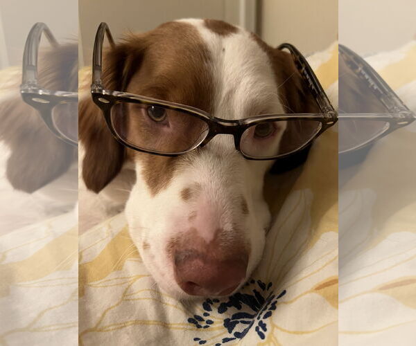 Medium Photo #7 Brittany Puppy For Sale in Curwensville, PA, USA