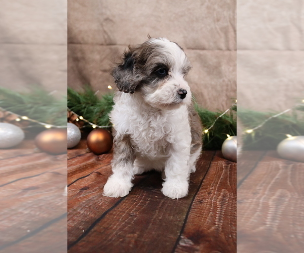 Medium Photo #6 Cavapoo (Toy) Puppy For Sale in WEST SALEM, OH, USA