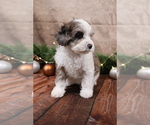Small #5 Cavapoo (Toy)
