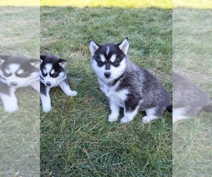 Siberian Husky Puppy for sale in MASON, OH, USA