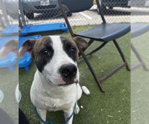 Staffordshire Bull Terrier Dogs for adoption in Pasadena, TX, USA
