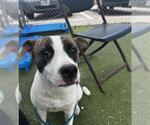 Small Staffordshire Bull Terrier