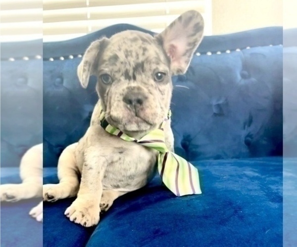 Medium Photo #3 French Bulldog Puppy For Sale in JERSEY CITY, NJ, USA
