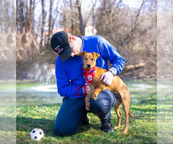 Medium Photo #10 Doberman Pinscher-Unknown Mix Puppy For Sale in Unionville, PA, USA