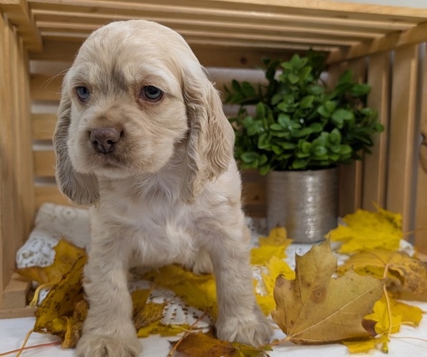 Medium Photo #4 Cocker Spaniel Puppy For Sale in GOSHEN, IN, USA