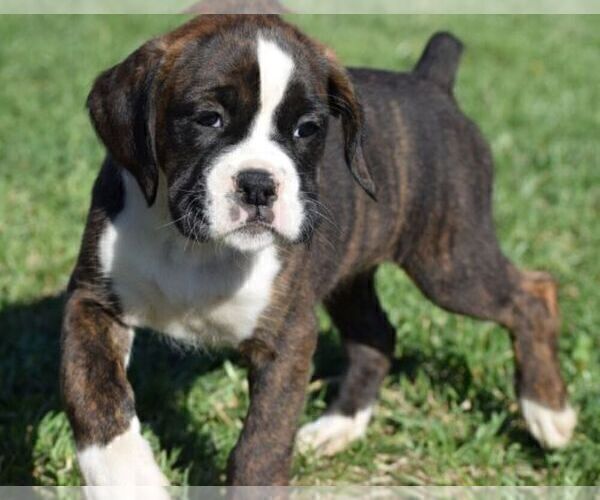 Medium Photo #3 Boxer Puppy For Sale in SENECA, KS, USA