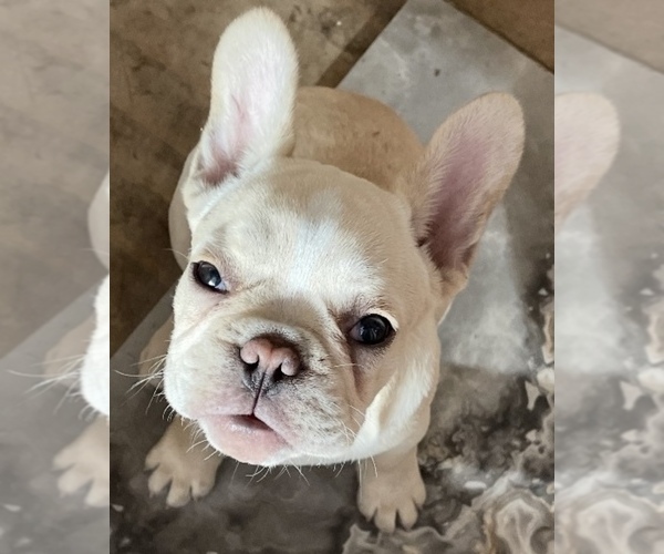Medium Photo #1 French Bulldog Puppy For Sale in CLEARWATER, FL, USA