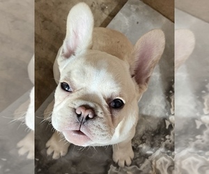 French Bulldog Puppy for sale in CLEARWATER, FL, USA