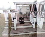 Small #5 American Bully