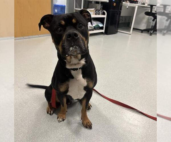 Medium Photo #1 Rottweiler-Unknown Mix Puppy For Sale in Boston, MA, USA