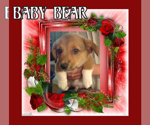 Pembroke Welsh Corgi Puppy for sale in LOVELAND, CO, USA