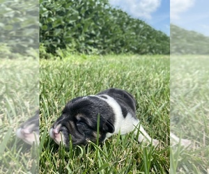 Pembroke Welsh Corgi Puppy for sale in ARTHUR, IL, USA
