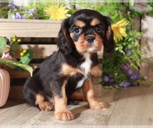 Cavalier King Charles Spaniel Puppy for sale in MOUNT VERNON, OH, USA