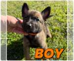 Small #9 Belgian Malinois