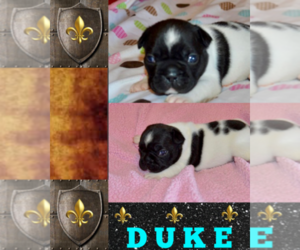 French Bulldog Puppy for sale in HEATHROW, FL, USA