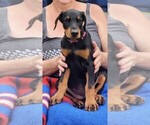 Puppy Bright pink Doberman Pinscher
