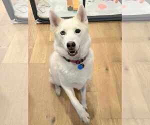 Siberian Husky Dogs for adoption in Severn, MD, USA