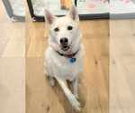 Small Siberian Husky