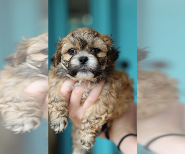 Medium Photo #2 Zuchon Puppy For Sale in HOUSE SPRINGS, MO, USA