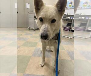 German Shepherd Dog-Unknown Mix Dogs for adoption in Upland, CA, USA