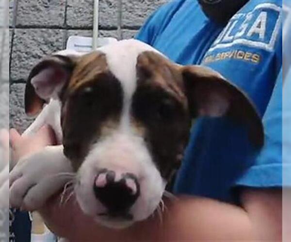 Medium Photo #1 Mutt Puppy For Sale in Tulsa, OK, USA