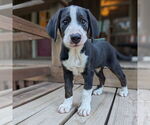 Small #1 Bernese Mountain Dog Mix