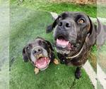 Small #2 Neapolitan Mastiff Mix