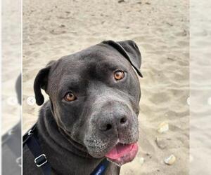 Staffordshire Bull Terrier Dogs for adoption in Santa Barbara, CA, USA